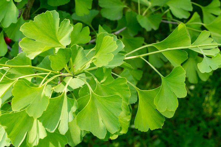 účinné látky v ginkgu